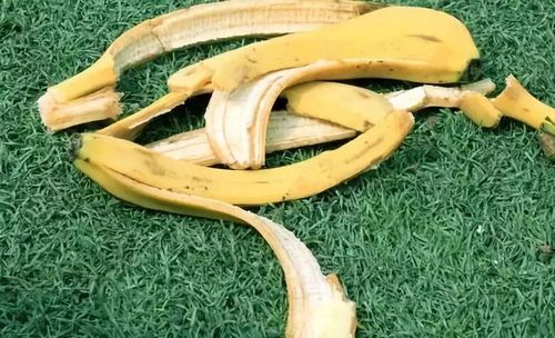 扔香蕉是什么梗